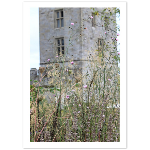 Art Print showing seedheads, flowers and a castle tower